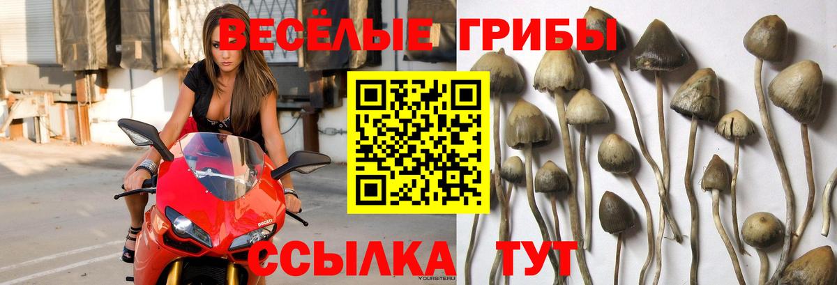 Псилоцибиновые грибы Cubensis Сызрань